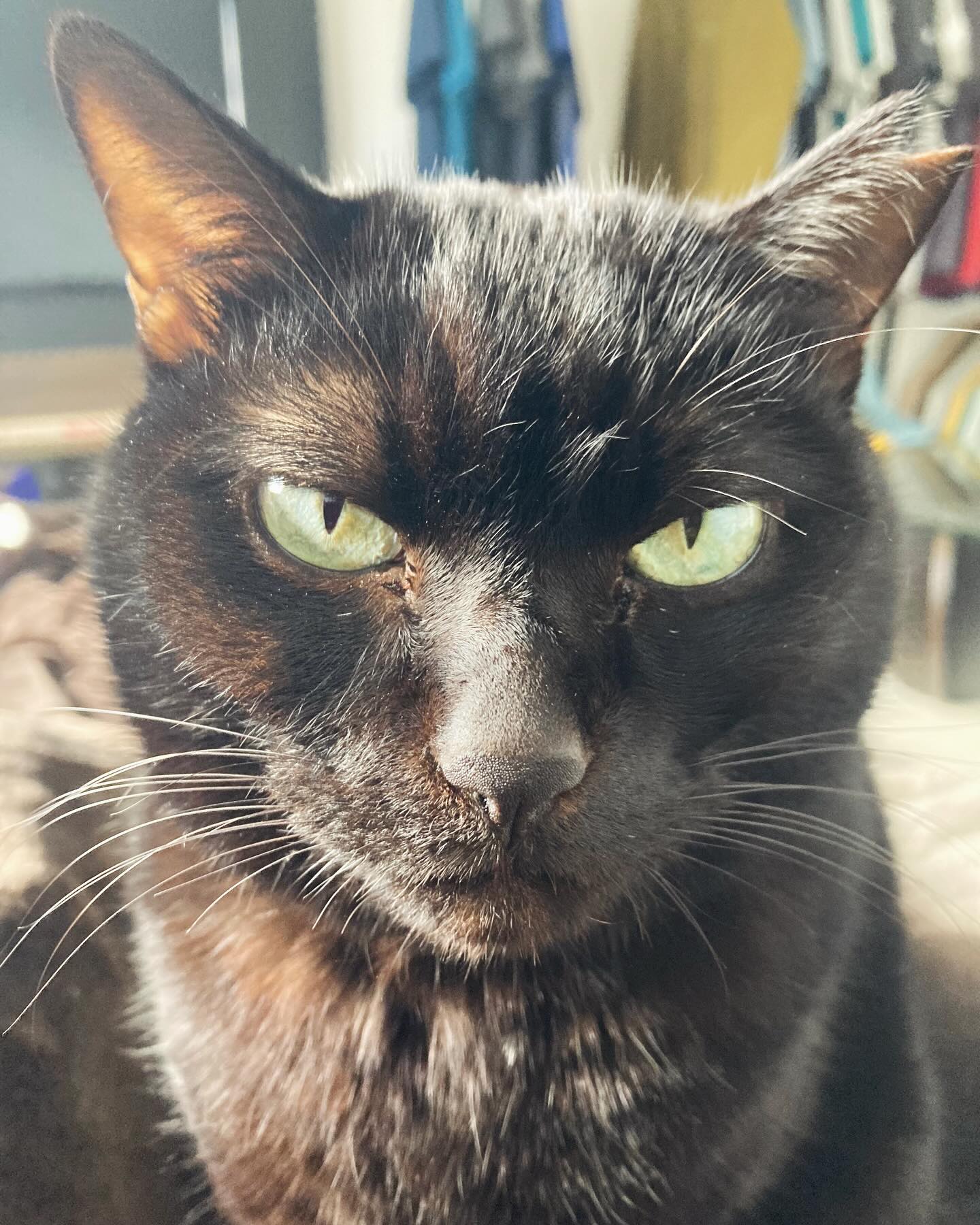 保護猫としてわが家を選んでくれたネコ、旅立ちました。また会えるのを楽しみにしています。地球でもう少し頑張ります。